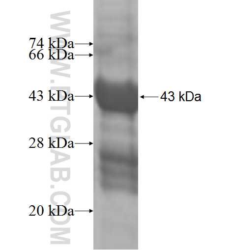 RPL26L1 fusion protein Ag9609 SDS-PAGE
