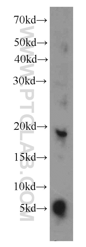 Western Blot (WB) analysis of human liver tissue using RPL27 Polyclonal antibody (14980-1-AP)