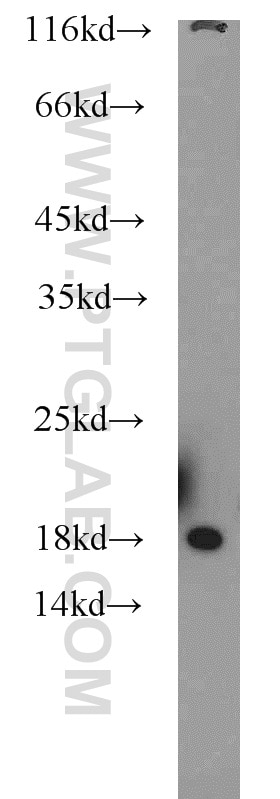 Western Blot (WB) analysis of mouse liver tissue using RPL27 Polyclonal antibody (14980-1-AP)