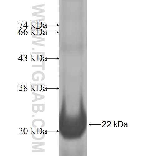 RPL27 fusion protein Ag6756 SDS-PAGE
