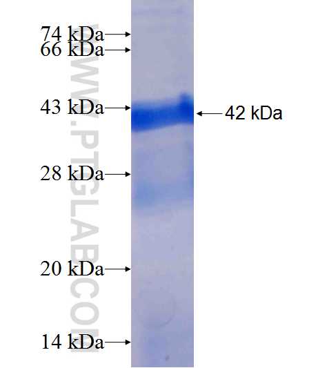 RPL27 fusion protein Ag6893 SDS-PAGE
