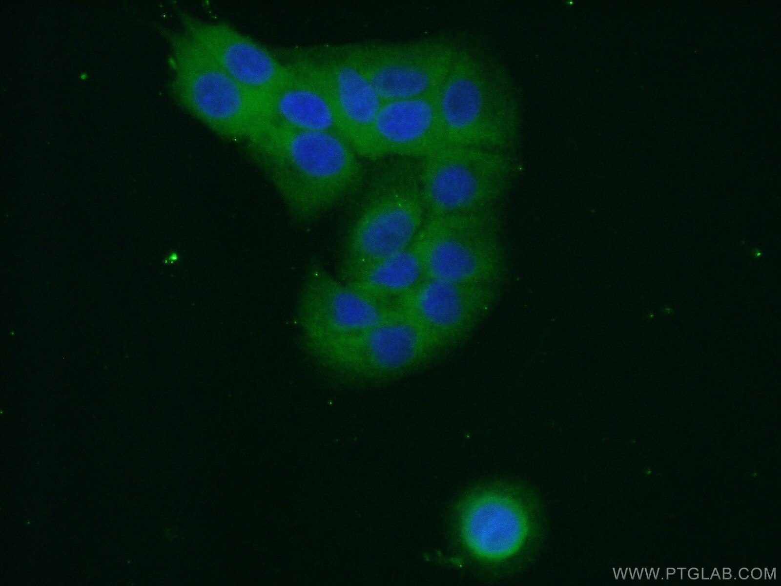 Immunofluorescence (IF) / fluorescent staining of A549 cells using RPL27A Polyclonal antibody (16002-1-AP)