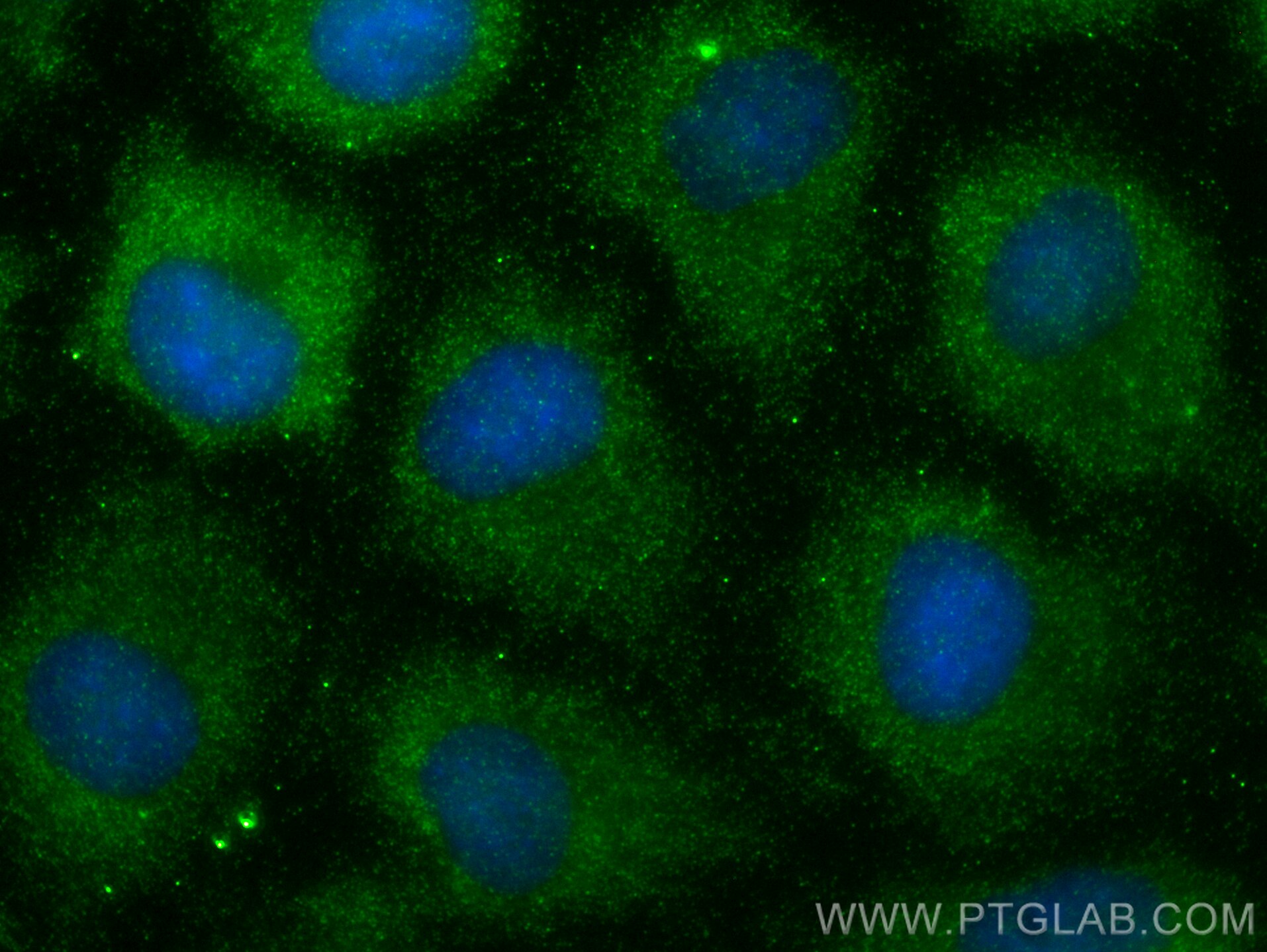 Immunofluorescence (IF) / fluorescent staining of A549 cells using RPL27A Polyclonal antibody (16002-1-AP)