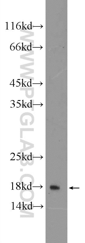 Western Blot (WB) analysis of A549 cells using RPL27A Polyclonal antibody (16002-1-AP)