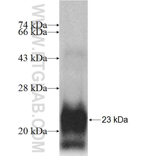 RPL27A fusion protein Ag8829 SDS-PAGE