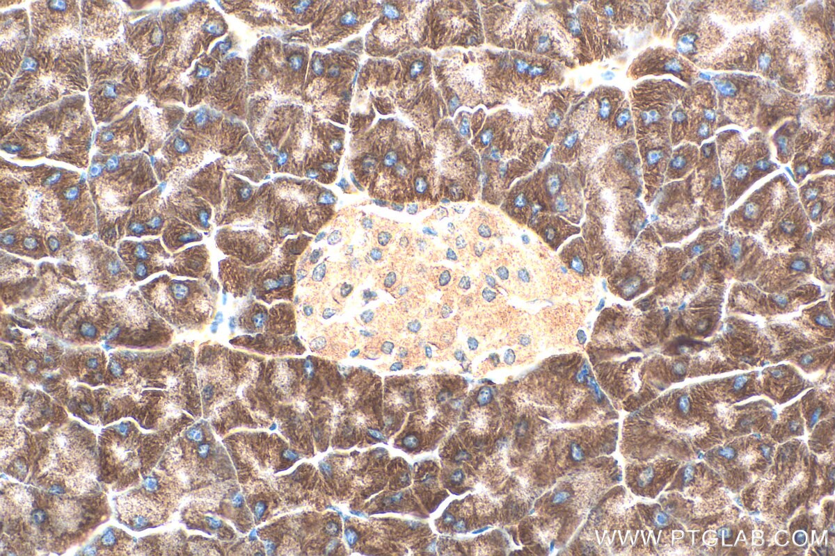 Immunohistochemistry (IHC) staining of mouse pancreas tissue using RPL28 Polyclonal antibody (16649-1-AP)