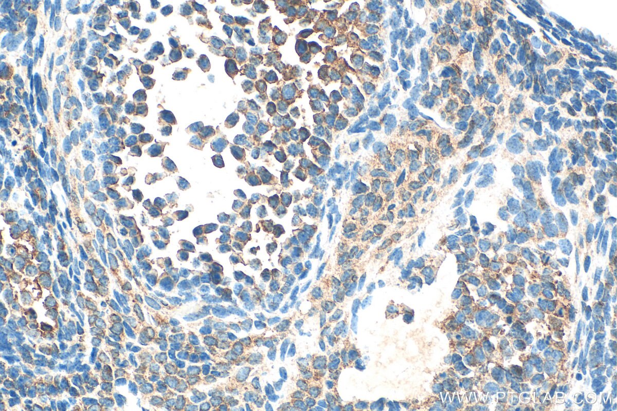 Immunohistochemistry (IHC) staining of mouse ovary tissue using RPL28 Polyclonal antibody (16649-1-AP)
