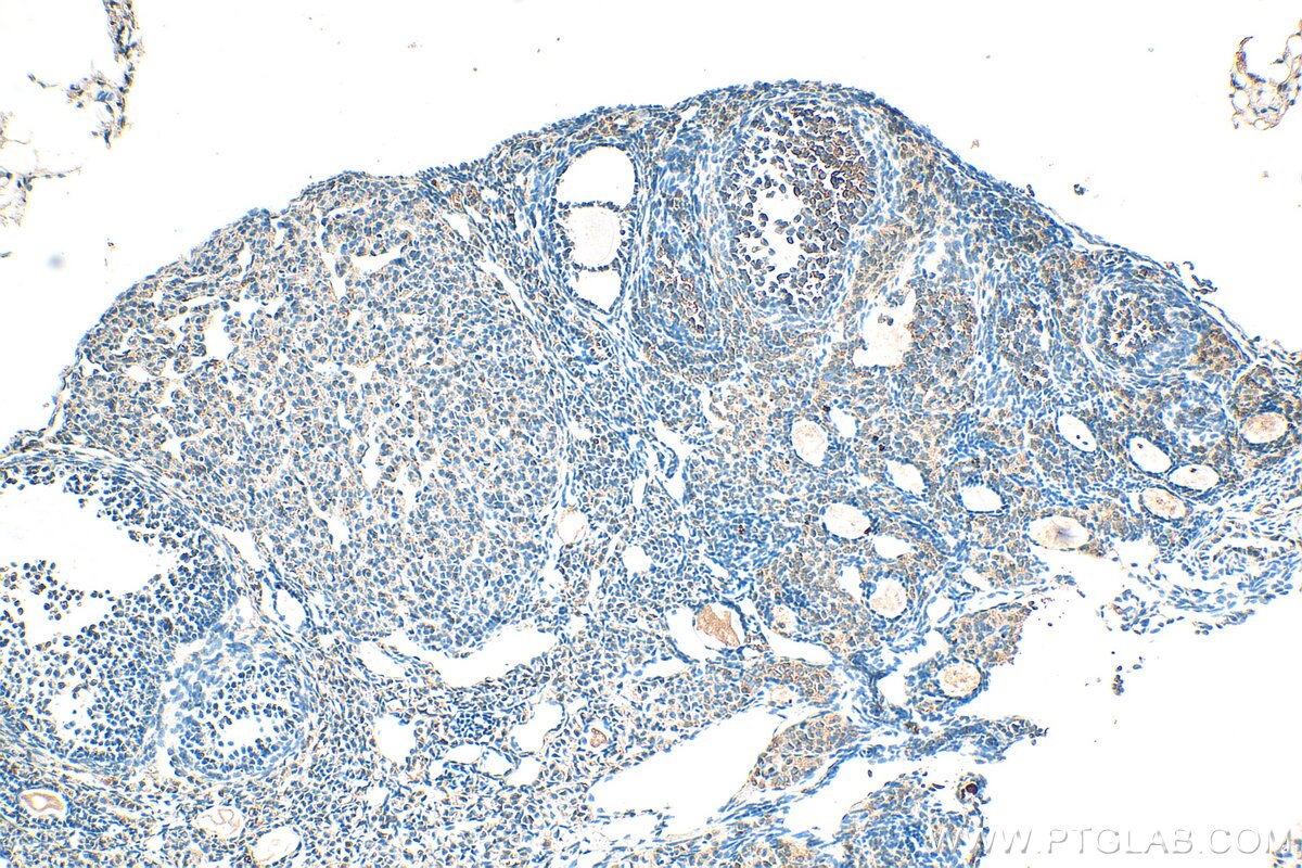 Immunohistochemistry (IHC) staining of mouse ovary tissue using RPL28 Polyclonal antibody (16649-1-AP)