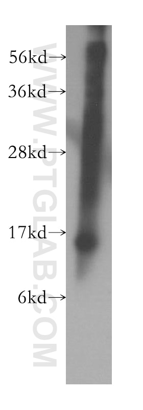 Western Blot (WB) analysis of NIH/3T3 cells using RPL28 Polyclonal antibody (16649-1-AP)