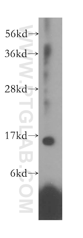 Western Blot (WB) analysis of HeLa cells using RPL28 Polyclonal antibody (16649-1-AP)