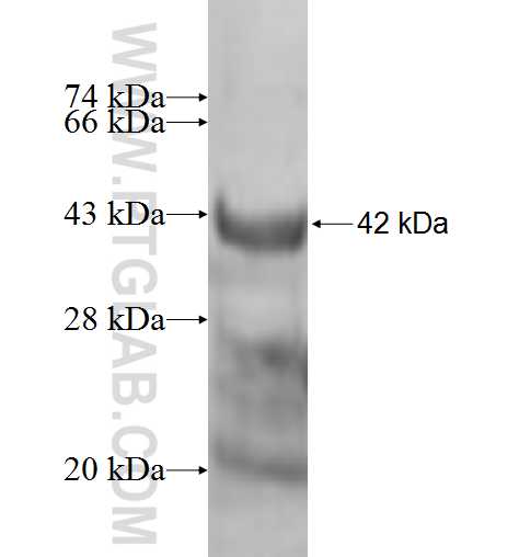 RPL28 fusion protein Ag10036 SDS-PAGE