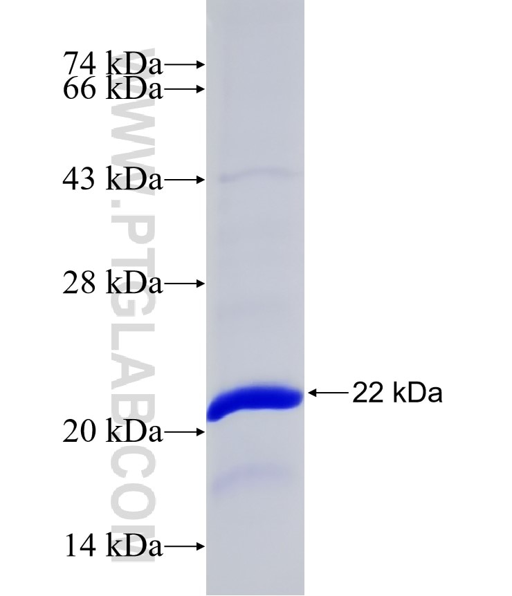 RPL28 fusion protein Ag9229 SDS-PAGE