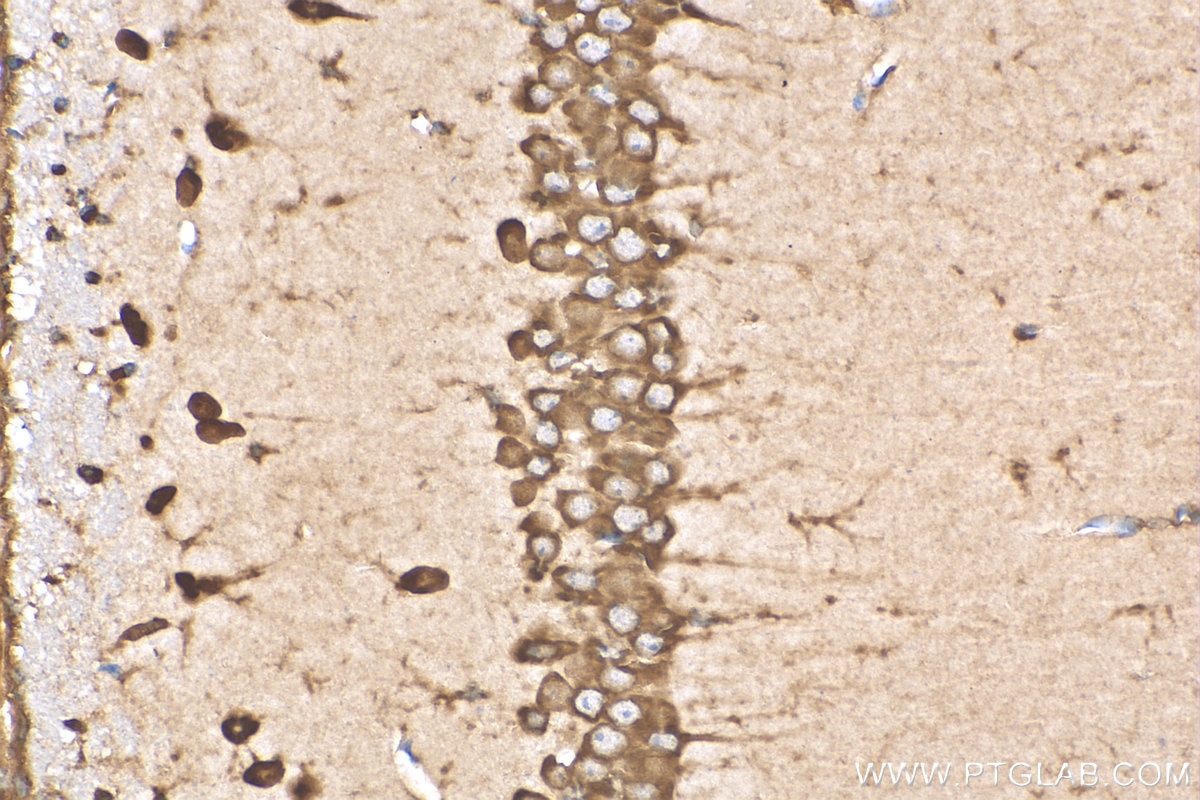 Immunohistochemistry (IHC) staining of mouse brain tissue using RPL29 Polyclonal antibody (15799-1-AP)