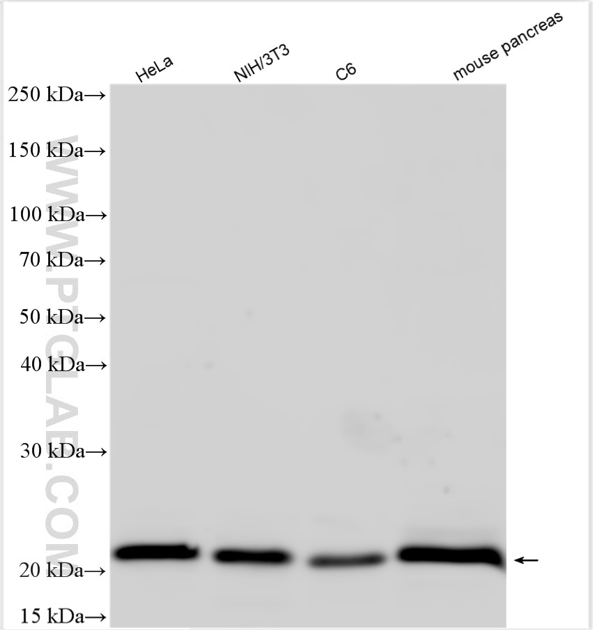 Western Blot (WB) analysis of various lysates using RPL29 Polyclonal antibody (15799-1-AP)