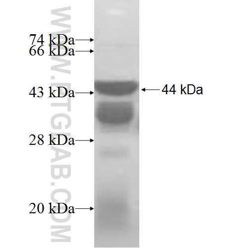 RPL29 fusion protein Ag8510 SDS-PAGE