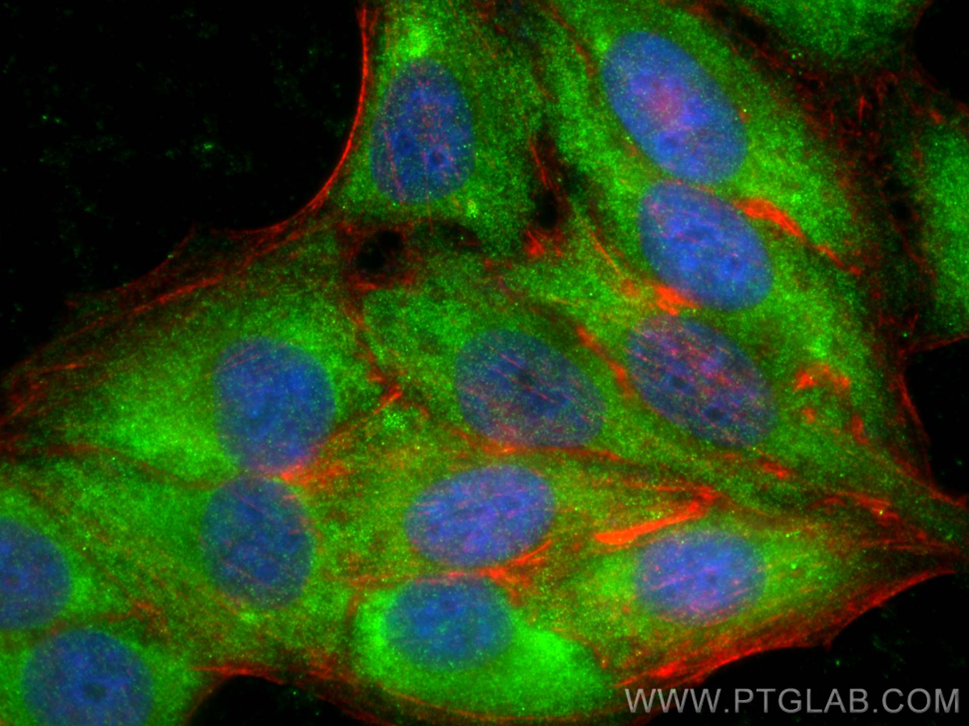 Immunofluorescence (IF) / fluorescent staining of HepG2 cells using RPL3 Polyclonal antibody (11005-1-AP)