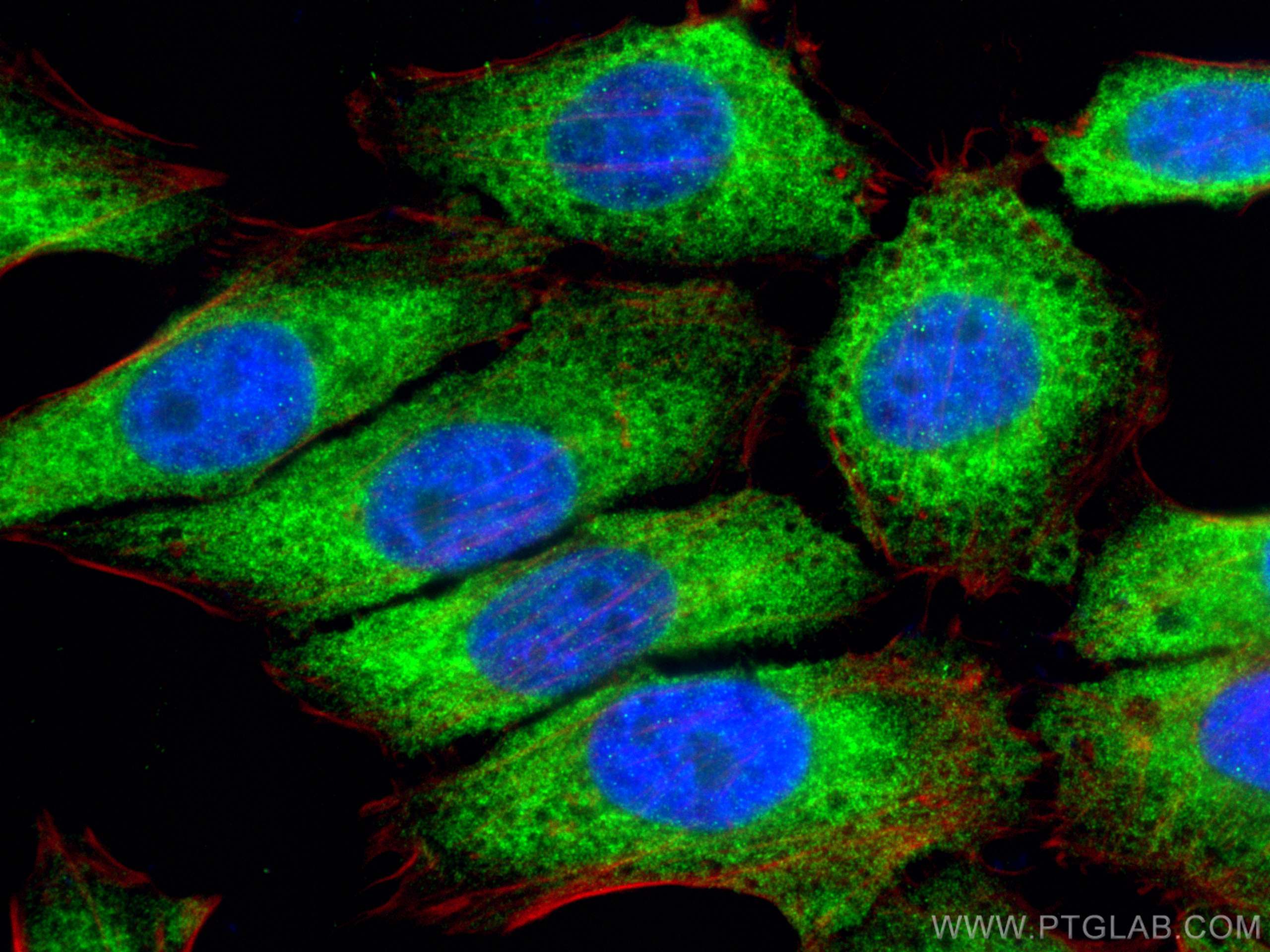 Immunofluorescence (IF) / fluorescent staining of HepG2 cells using RPL3 Polyclonal antibody (11005-1-AP)