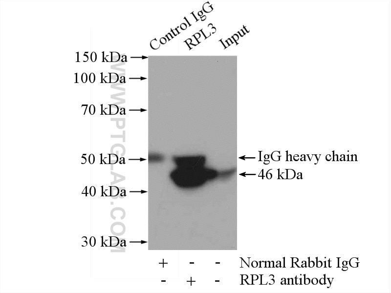 Immunoprecipitation (IP) experiment of mouse kidney tissue using RPL3 Polyclonal antibody (11005-1-AP)