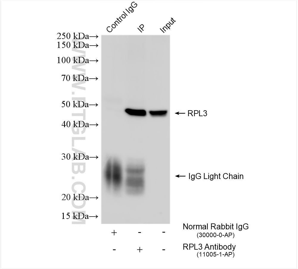 Immunoprecipitation (IP) experiment of HepG2 cells using RPL3 Polyclonal antibody (11005-1-AP)