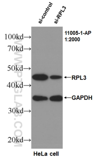 Western Blot (WB) analysis of HeLa cells using RPL3 Polyclonal antibody (11005-1-AP)