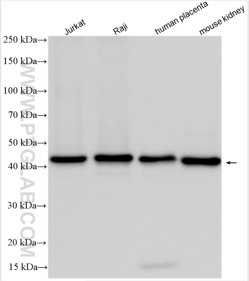 Western Blot (WB) analysis of various lysates using RPL3 Polyclonal antibody (11005-1-AP)