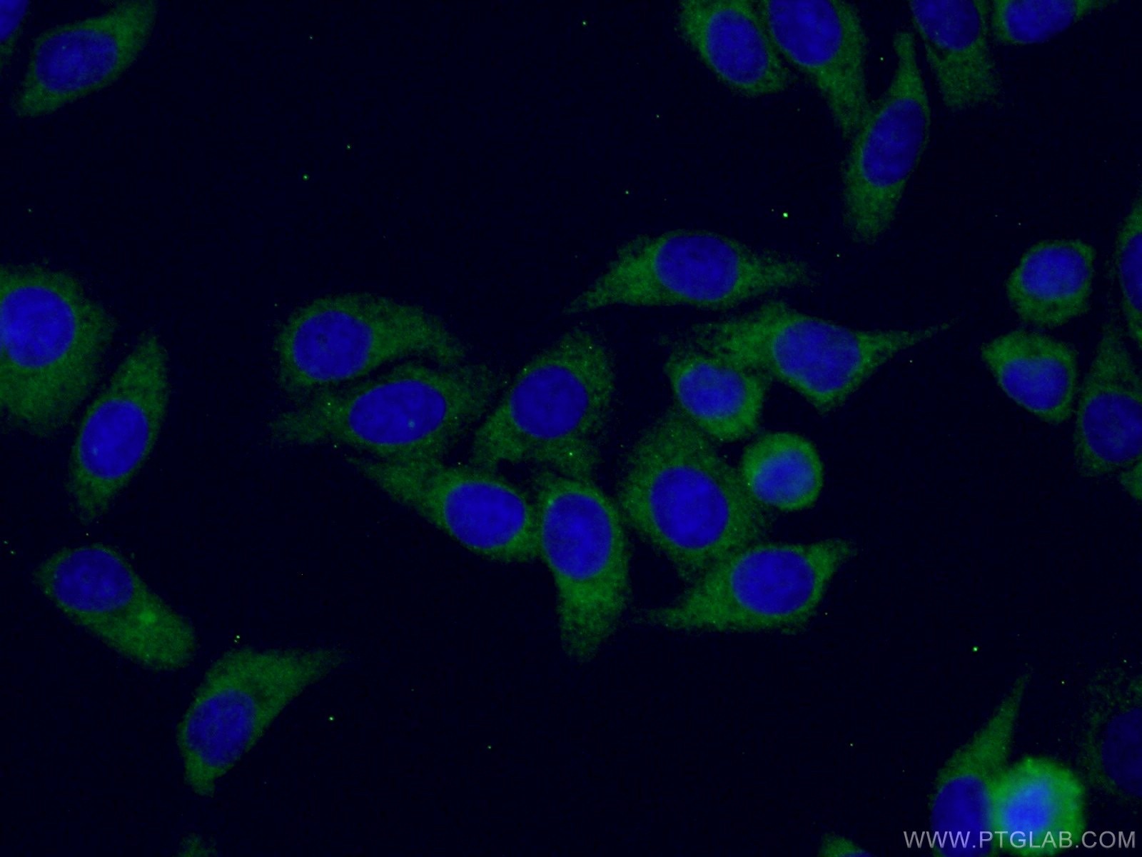 Immunofluorescence (IF) / fluorescent staining of HepG2 cells using RPL3 Monoclonal antibody (66130-1-Ig)