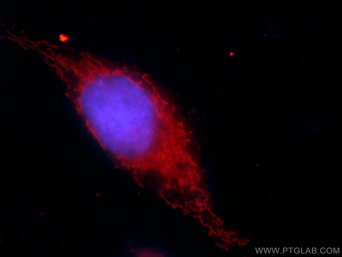 Immunofluorescence (IF) / fluorescent staining of HepG2 cells using RPL3 Monoclonal antibody (66130-1-Ig)