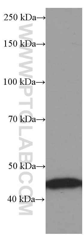 Western Blot (WB) analysis of HEK-293 cells using RPL3 Monoclonal antibody (66130-1-Ig)