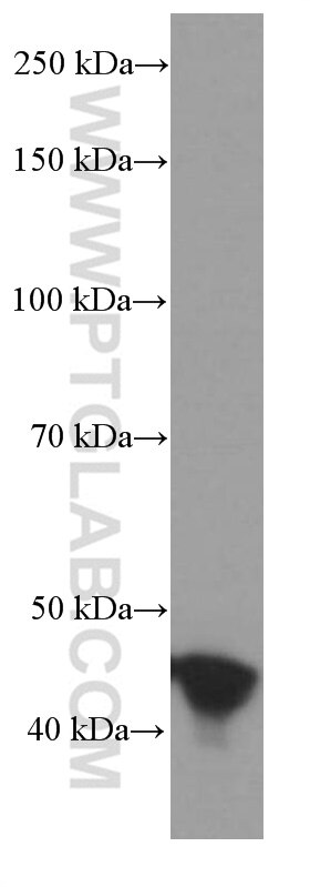 Western Blot (WB) analysis of Jurkat cells using RPL3 Monoclonal antibody (66130-1-Ig)