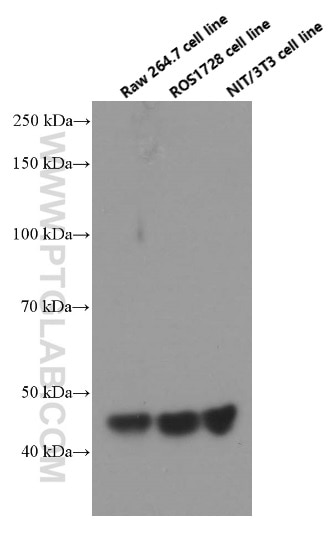 Western Blot (WB) analysis of RAW 264.7 cells using RPL3 Monoclonal antibody (66130-1-Ig)