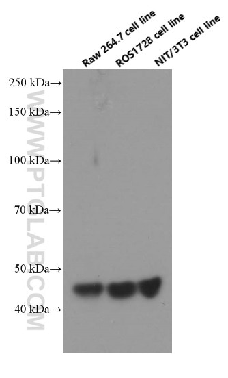 WB analysis of RAW 264.7 using 66130-1-Ig
