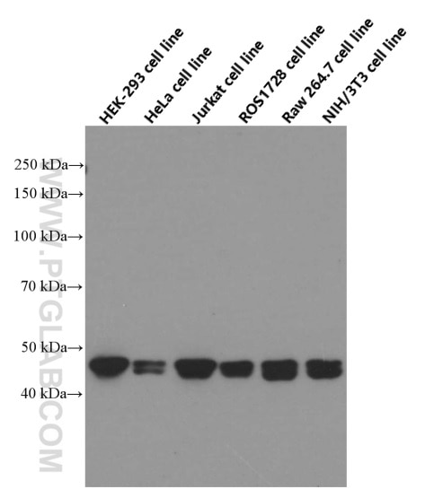 Western Blot (WB) analysis of HEK-293 cells using RPL3 Monoclonal antibody (66130-1-Ig)