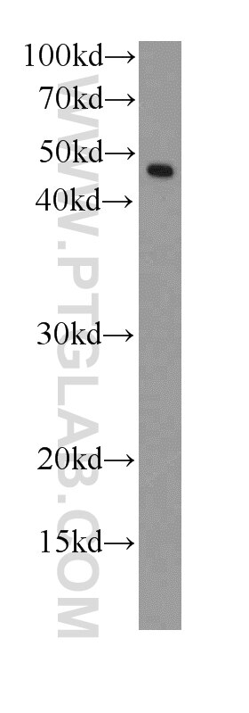 Western Blot (WB) analysis of HepG2 cells using RPL3 Monoclonal antibody (66130-1-Ig)