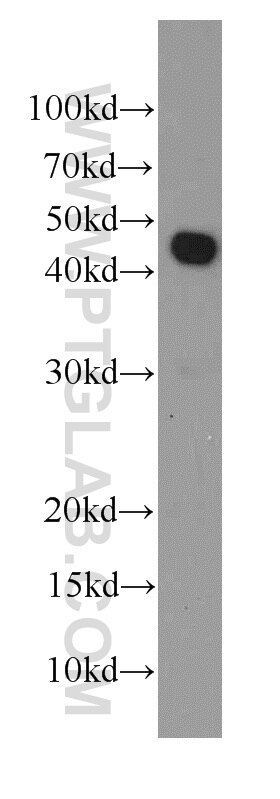 Western Blot (WB) analysis of HEK-293 cells using RPL3 Monoclonal antibody (66130-1-Ig)