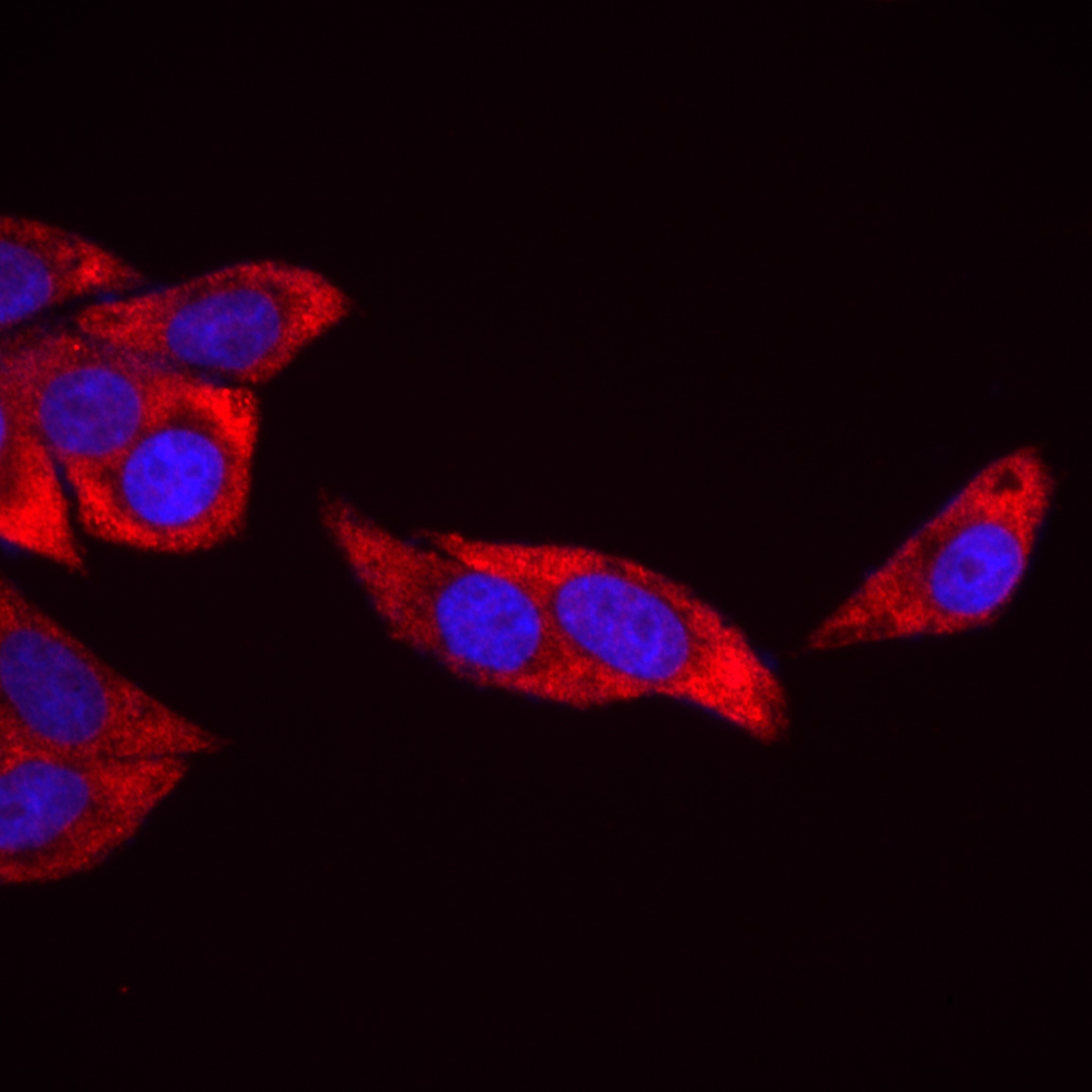 Immunofluorescence (IF) / fluorescent staining of HepG2 cells using RPL3 Recombinant antibody (82815-1-RR)