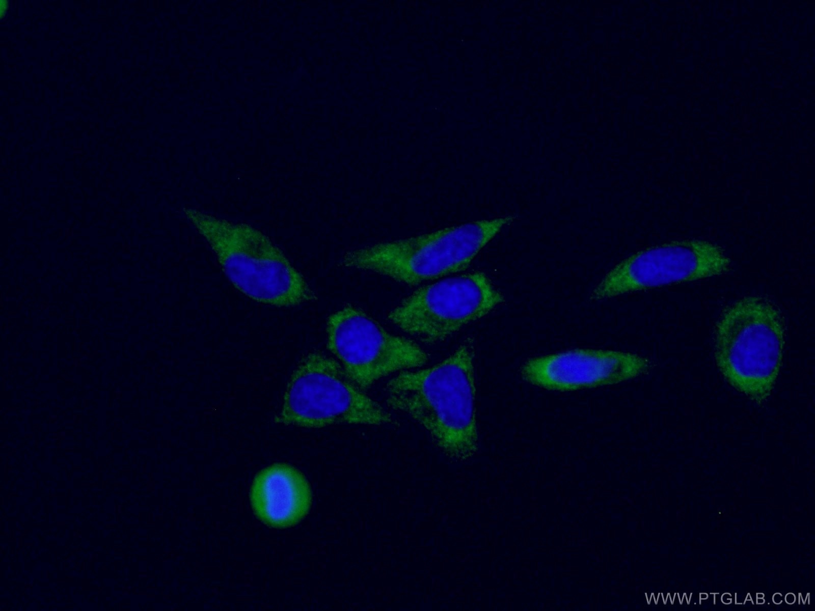 Immunofluorescence (IF) / fluorescent staining of HepG2 cells using CoraLite® Plus 488-conjugated RPL3 Monoclonal anti (CL488-66130)