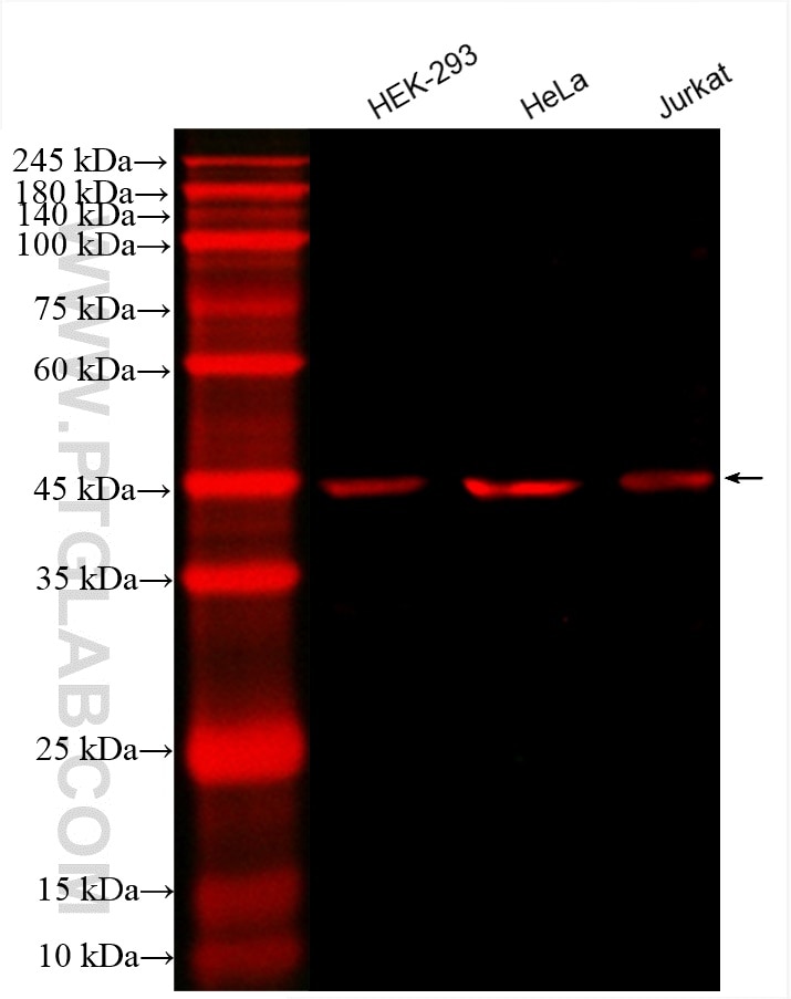 Western Blot (WB) analysis of various lysates using CoraLite®594-conjugated RPL3 Monoclonal antibody (CL594-66130)