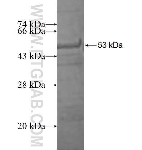 RPL3 fusion protein Ag1436 SDS-PAGE