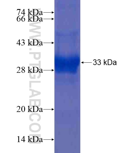 RPL3 fusion protein Ag20400 SDS-PAGE