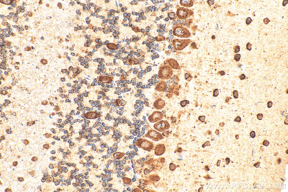 Immunohistochemistry (IHC) staining of mouse cerebellum tissue using RPL30 Polyclonal antibody (17403-1-AP)