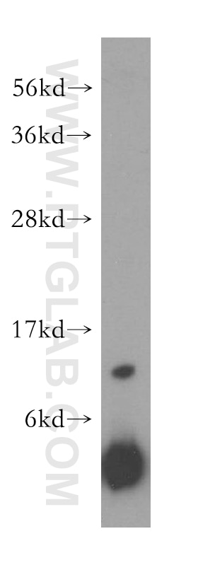 Western Blot (WB) analysis of HepG2 cells using RPL30 Polyclonal antibody (17403-1-AP)