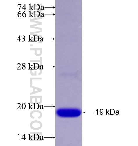 RPL30 fusion protein Ag11605 SDS-PAGE