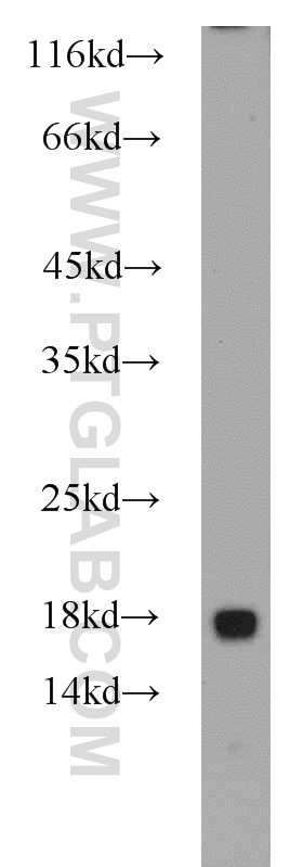 Western Blot (WB) analysis of NIH/3T3 cells using RPL31 Polyclonal antibody (16497-1-AP)