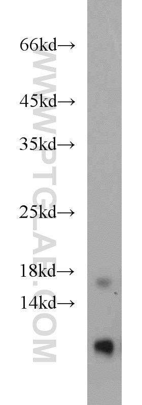 Western Blot (WB) analysis of mouse liver tissue using RPL31 Polyclonal antibody (16497-1-AP)