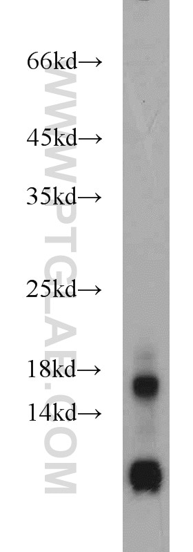 Western Blot (WB) analysis of mouse liver tissue using RPL31 Polyclonal antibody (16497-1-AP)