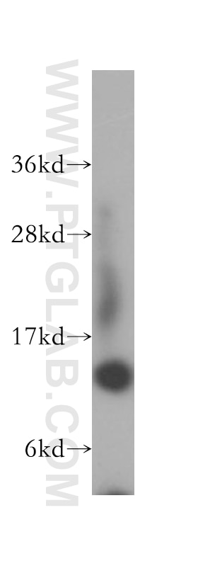 Western Blot (WB) analysis of HepG2 cells using RPL31 Polyclonal antibody (16497-1-AP)