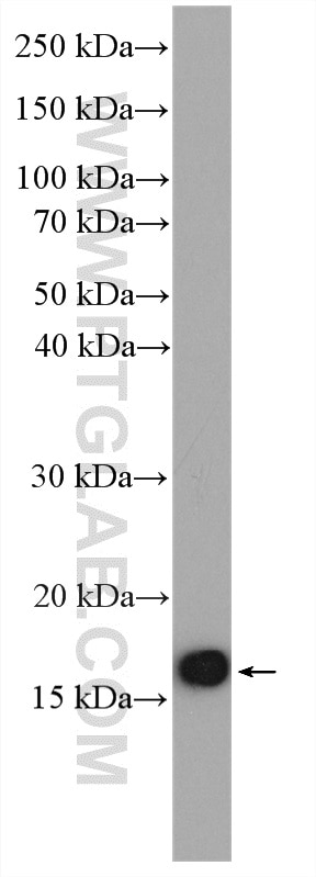 Western Blot (WB) analysis of HepG2 cells using RPL32 Polyclonal antibody (16629-1-AP)