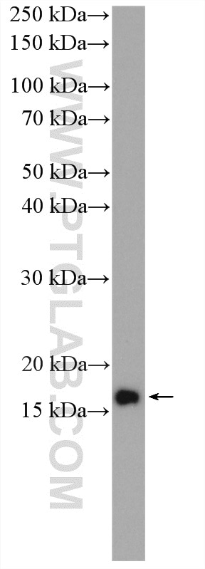 Western Blot (WB) analysis of HeLa cells using RPL32 Polyclonal antibody (16629-1-AP)
