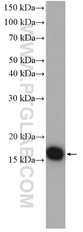 Western Blot (WB) analysis of A549 cells using RPL32 Polyclonal antibody (16629-1-AP)