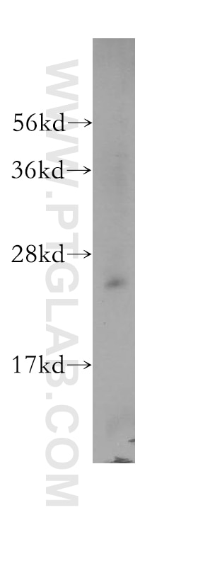 Western Blot (WB) analysis of mouse lung tissue using RPL32 Polyclonal antibody (16629-1-AP)